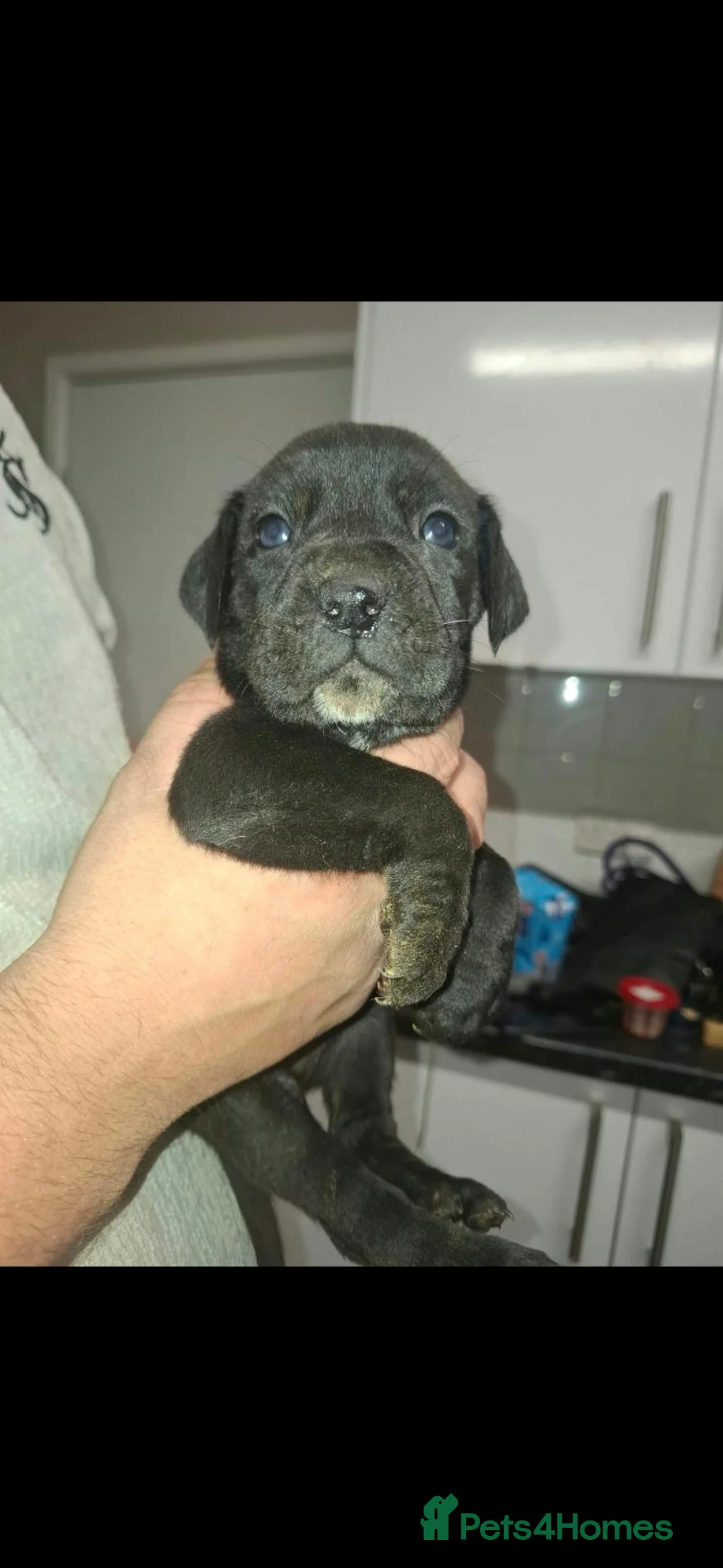 Cane Corso dogs for sale: Last cane corso pup left  - Advert 1