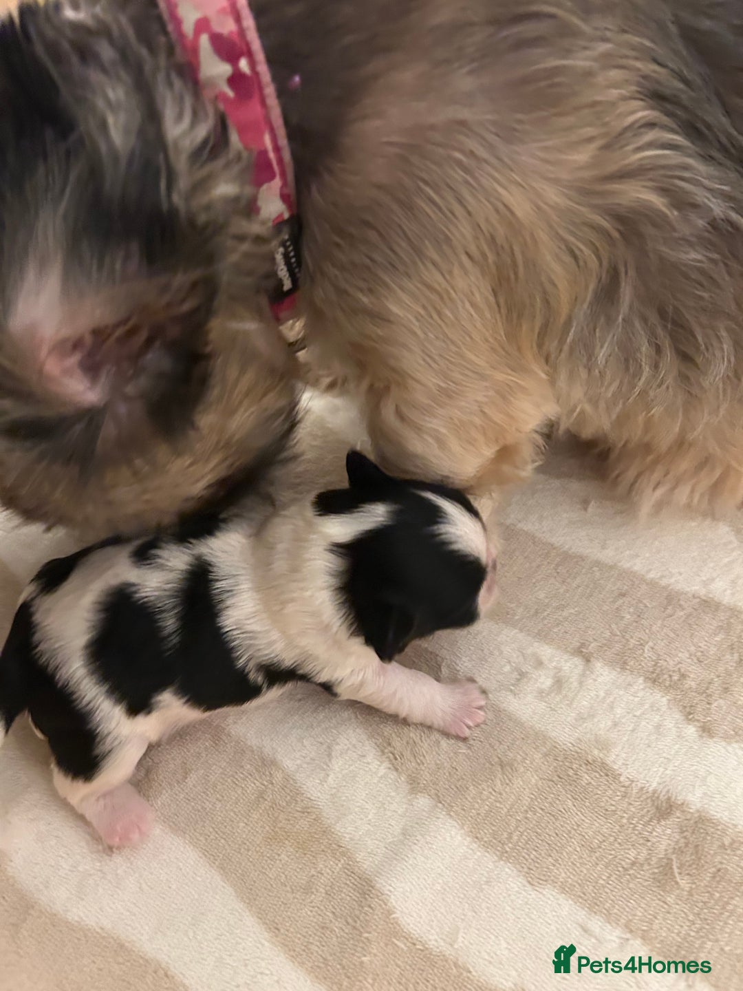 Shih Tzu dogs for sale: Shih Tzu puppy  - Image 4