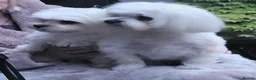 Maltese dogs for sale: Marvellous Maltese Pups KC  - Advert 11