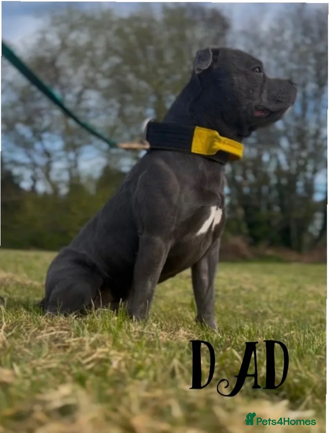 Staffordshire Bull Terrier dogs for sale: KC Blue Staffordshire Bull Terrier Puppies  - Advert 5