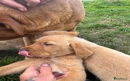 Goldador dogs for sale: Stunning chunky Goldadors  - Image 3
