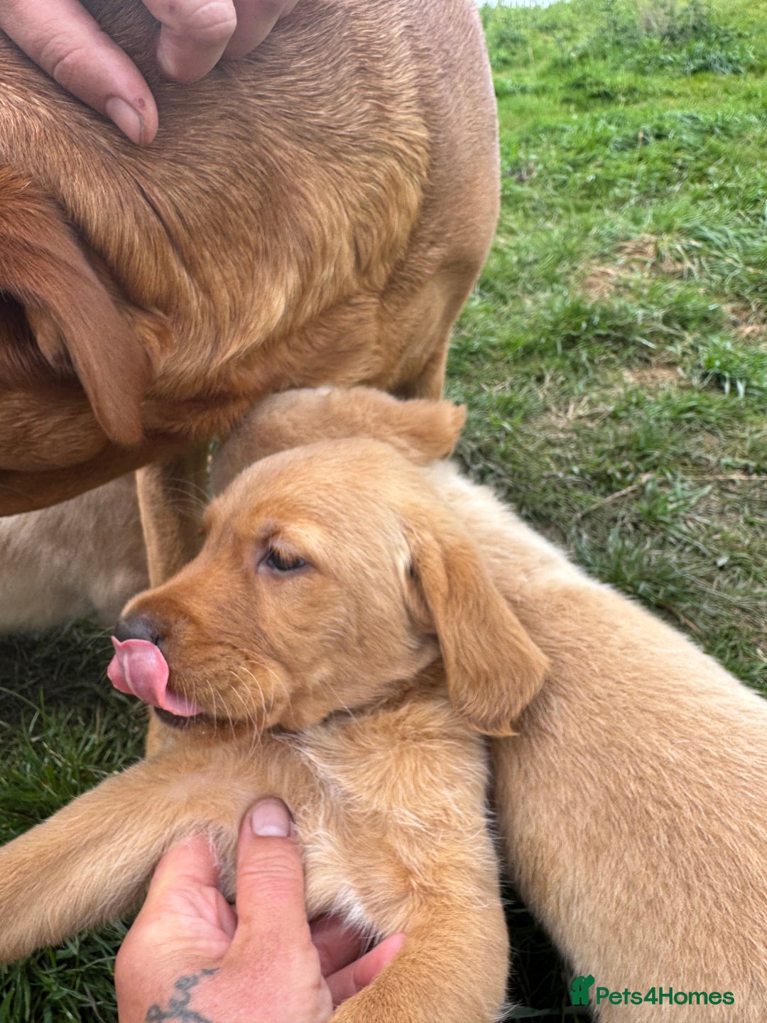 Goldador dogs for sale: Stunning chunky Goldadors  - Image 3