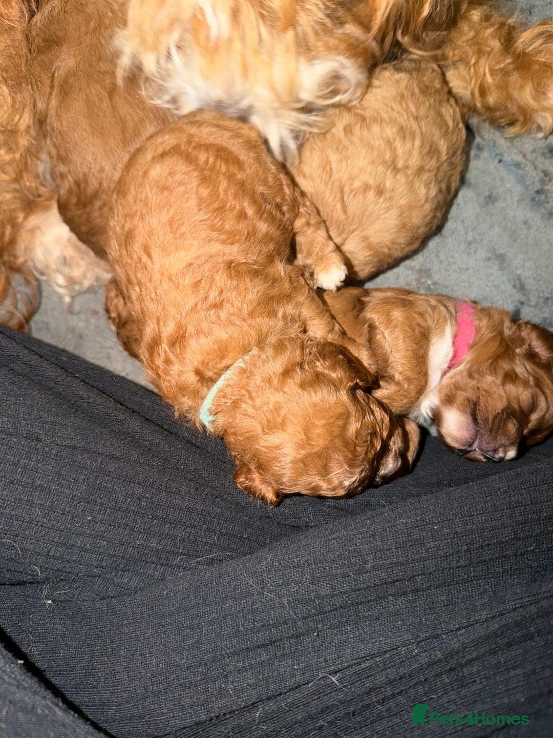 Cavapoo dogs for sale: *Only 1 left *beautiful Cavapoo puppies  - Advert 9