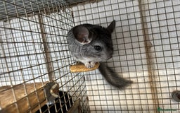 Chinchilla rodents for sale: Male and female chinchillas. - Image 4
