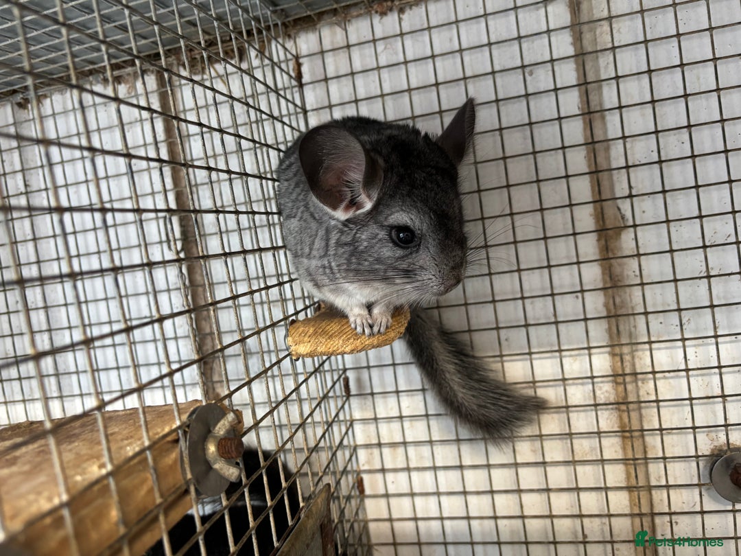 Chinchilla rodents for sale: Male and female chinchillas. - Image 4