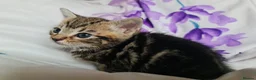 Mixed Breed cats for sale: Adorable & Playful Kittens Raised with Kids  - Advert 22