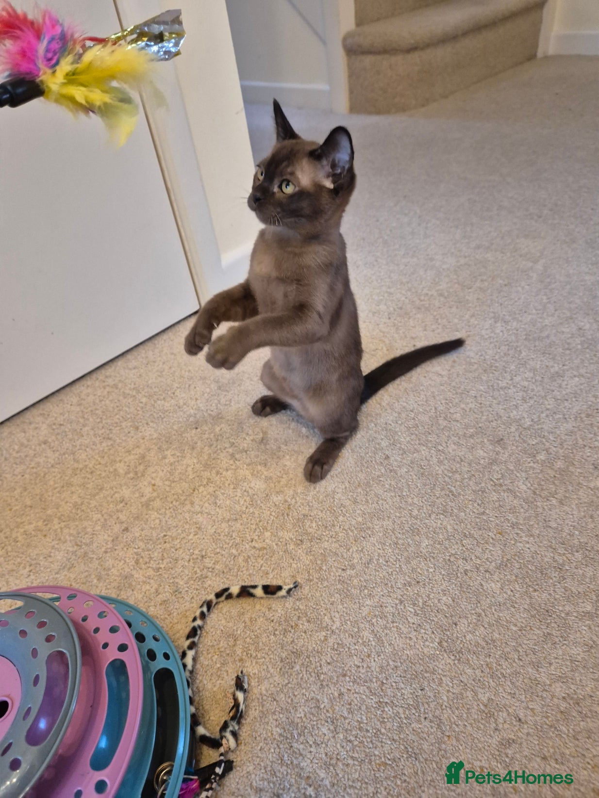 Burmese cats for sale: Pedigree Burmese Kittens Available - Advert 13