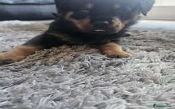 Rottweiler dogs for sale: Beautiful rottweiler puppies - Image 4