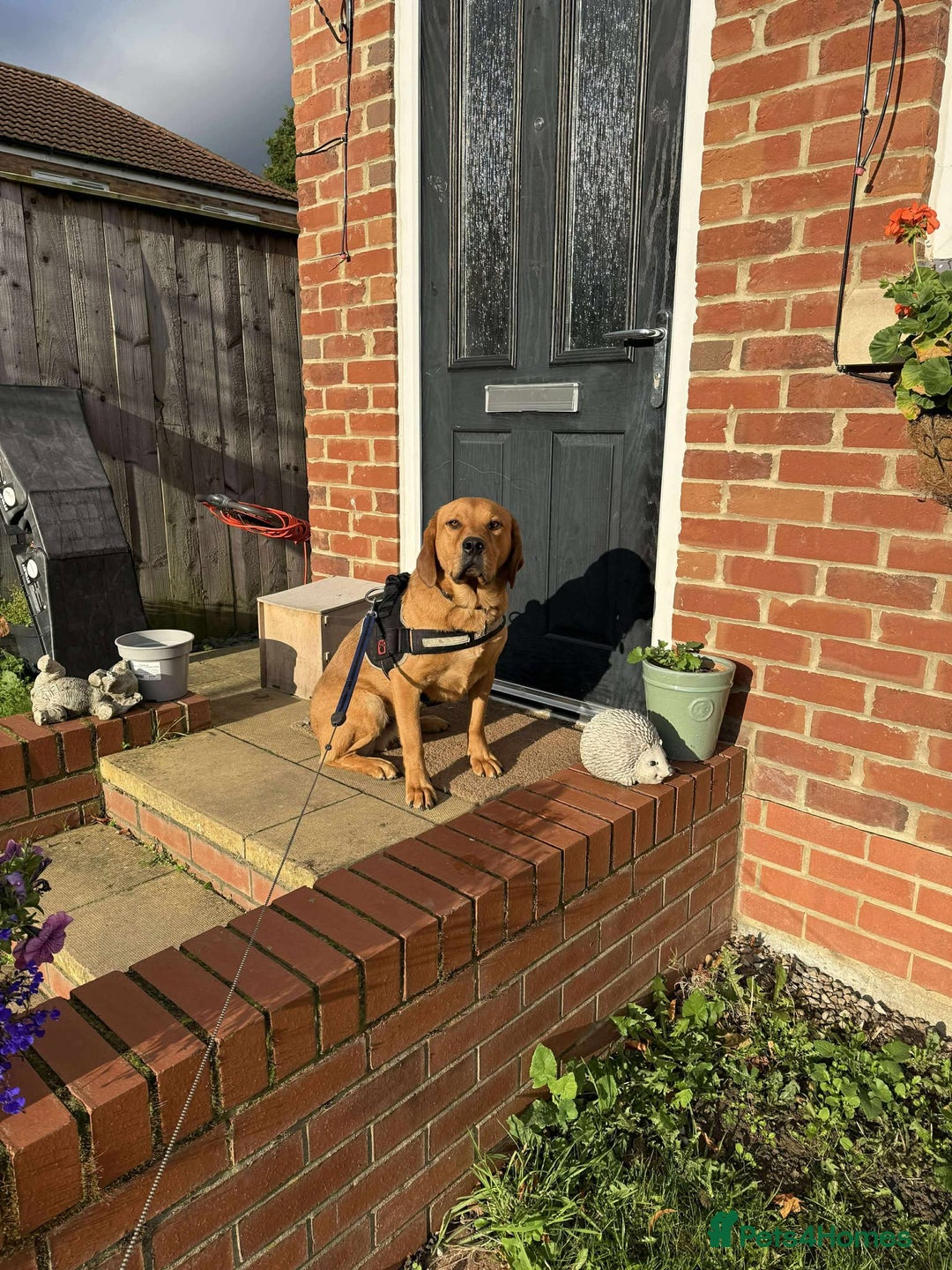 Mixed Breed dogs for adoption: Taz needs a perfect home  - Advert 10