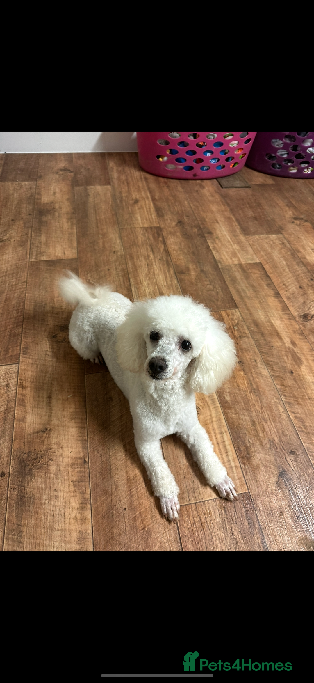 Cavapoo dogs for sale: F1 miniature cavapoos  - Image 5