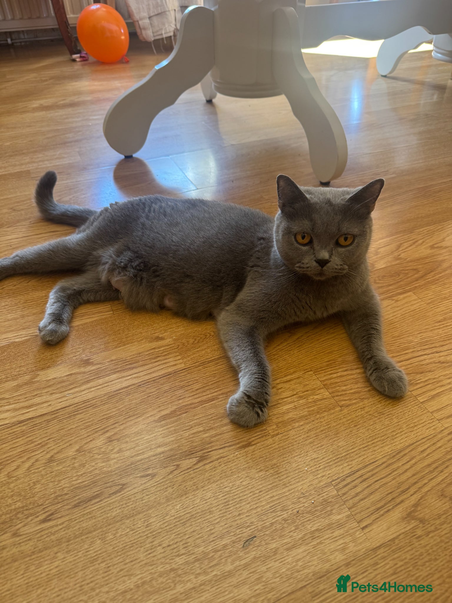 British Shorthair cats British Shorthair kittens  - Advert 2