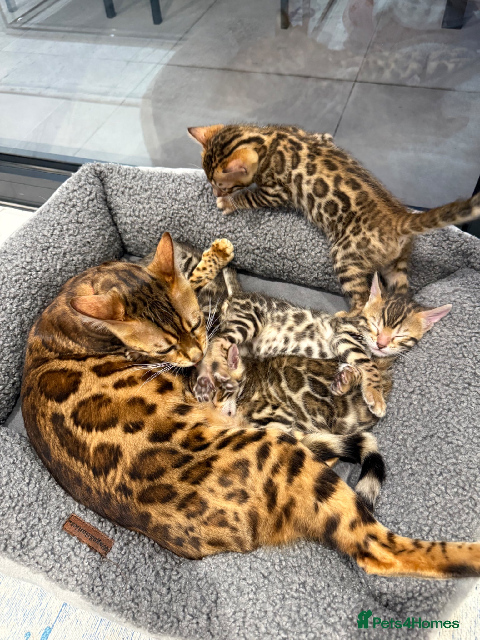 Bengal cats TIKA registered 5th Pedigree bengal kittens  - Advert 14