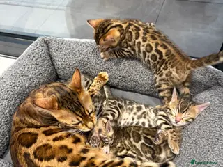 Bengal cats TIKA registered 5th Pedigree bengal kittens - Advert 14