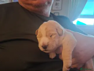 Mixed Breed dogs Gorgeous f1 border retreiver pups - Advert 6