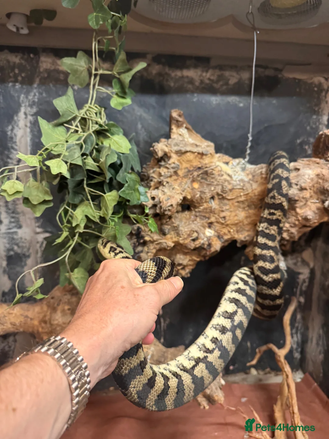 Snake reptiles for sale: Beautiful carpet python  in Dover - Advert 2