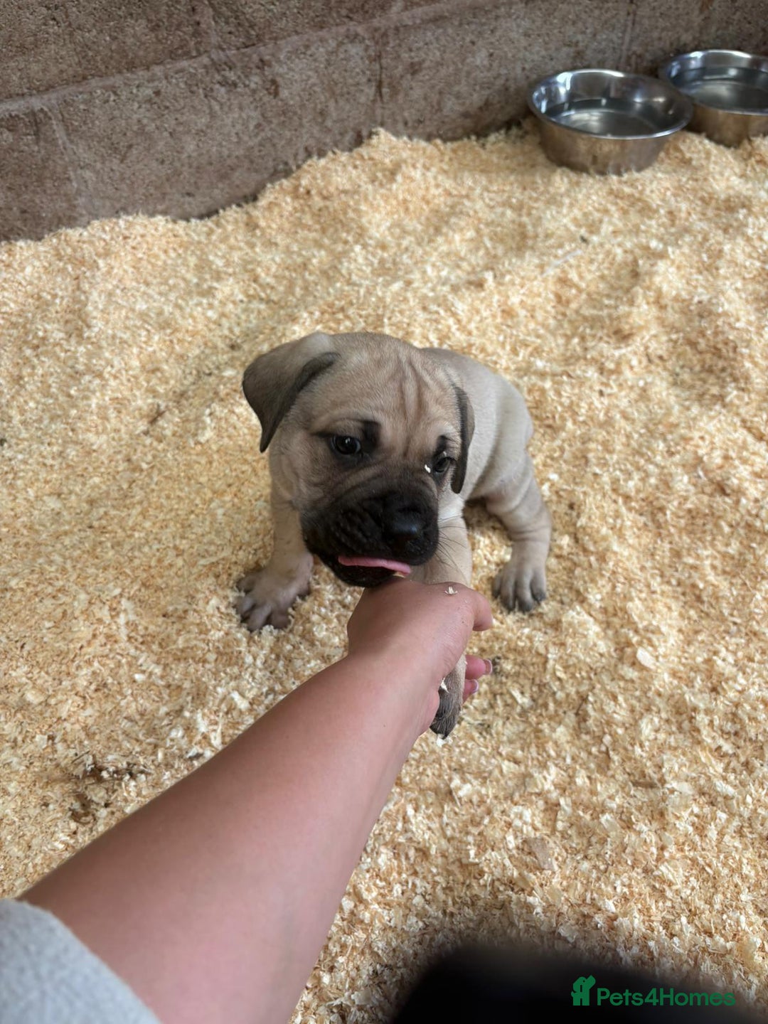 Cane Corso dogs for sale: Cane corso pups - Image 20