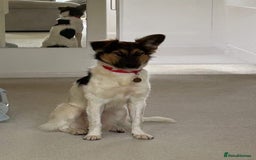 Border Collie dogs for adoption: Gwenny’s Story: One Hour From Death - Image 13