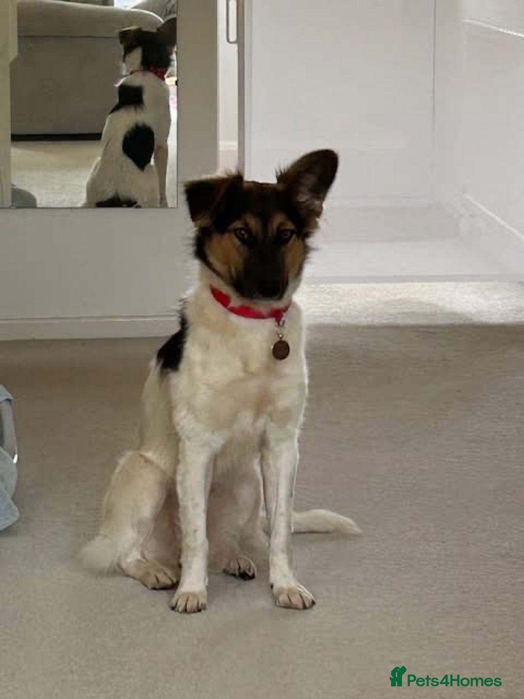 Border Collie dogs for adoption: Gwenny’s Story: One Hour From Death - Image 13