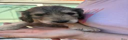 Cockapoo dogs for sale: 6 Gorgeous F1 Cockapoo puppies!!  - Advert 19