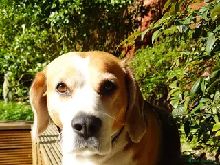 Beagle dogs Milo - Advert 2