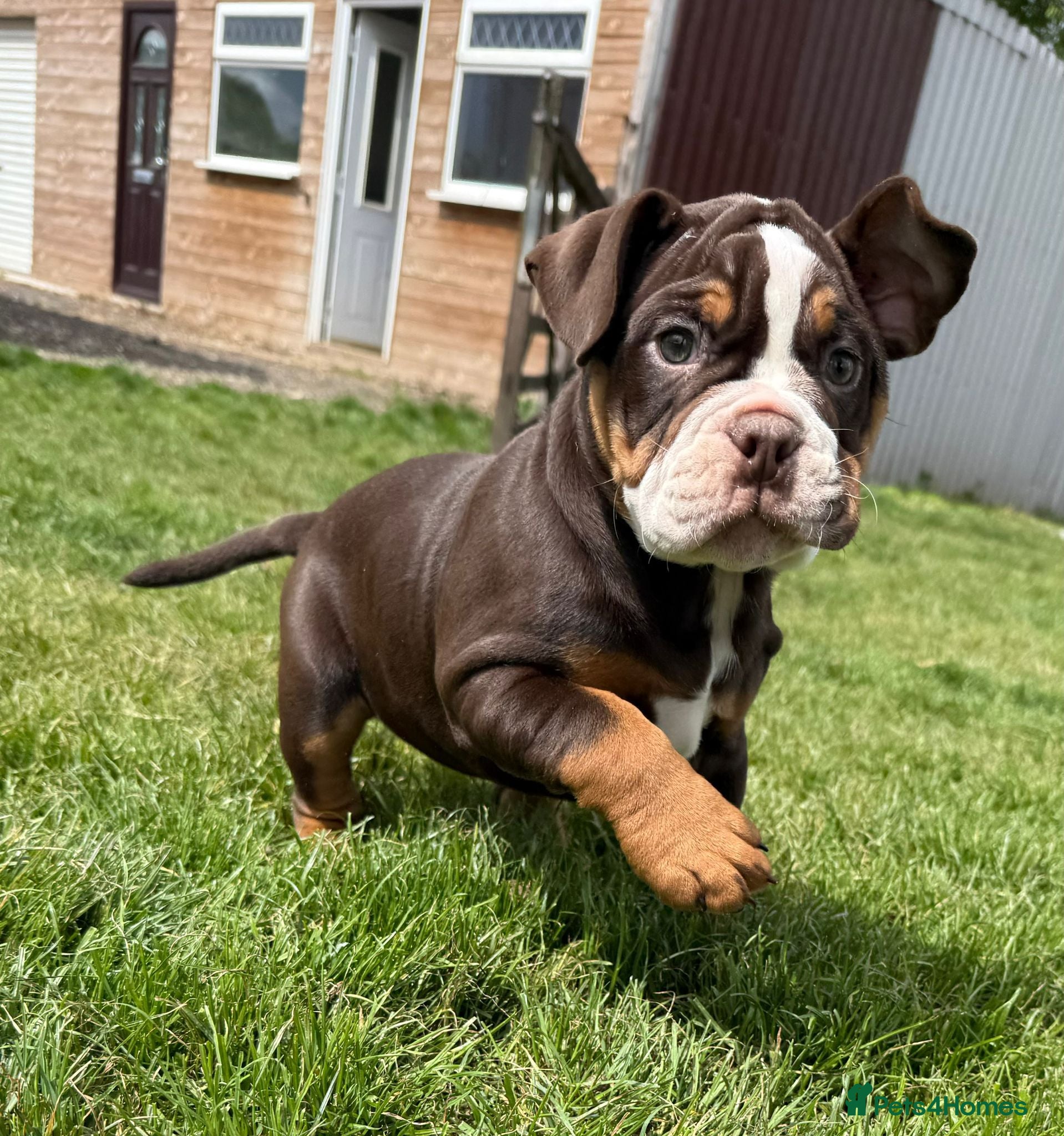 Olde English Bulldogge dogs LUCKY LAST GIRL Olde english bulldoge  - Advert 1
