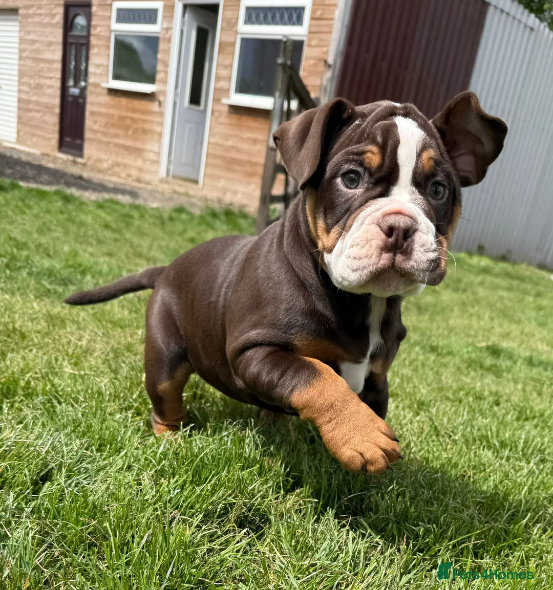 Olde English Bulldogge dogs for sale: LUCKY LAST GIRL Olde english bulldoge  - Advert 1