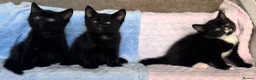 Mixed Breed cats for sale: BSH x Maine coon kittens (various prices) - Advert 3