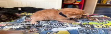 Black collar - Ginger