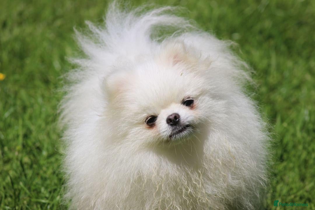 Pomeranian dogs Kc registered pomeranian white stud dog in Alford - Advert 6