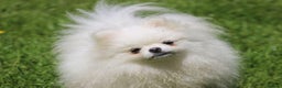Pomeranian dogs for stud: Kc registered pomeranian white stud dog in Alford - Advert 1