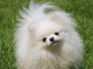 Pomeranian dogs in Alford - Advert 4