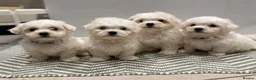 Maltese dogs for sale: Maltese puppies ready for new homes! 🐶 - Advert 21