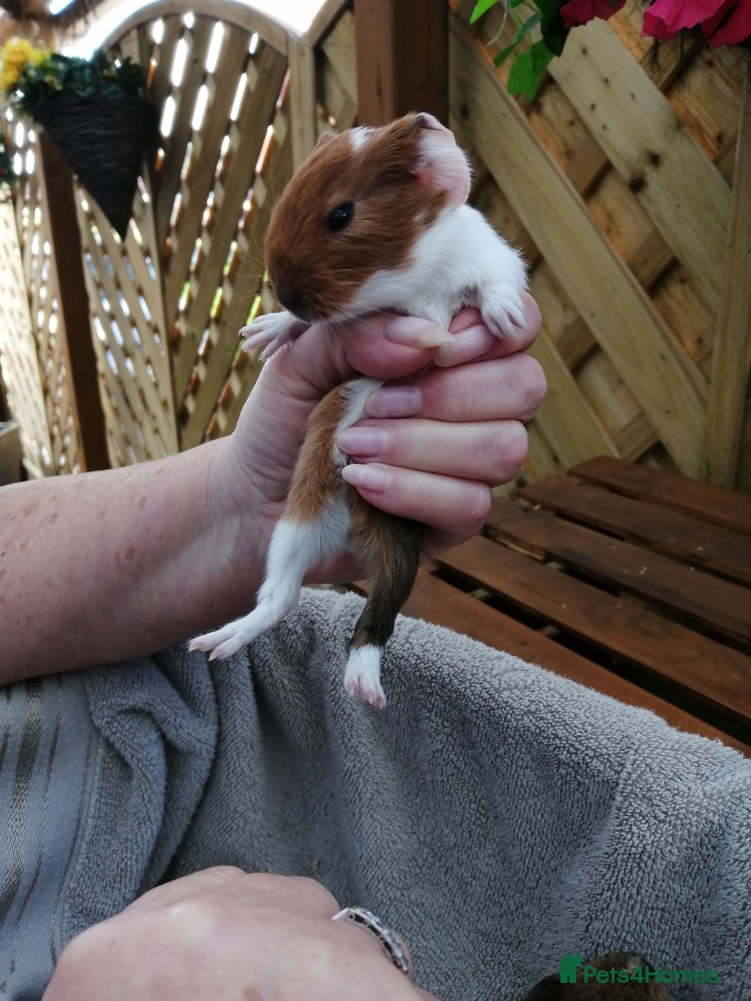 Guinea Pig rodents for sale: Fluffy guinea pigs for sale £35 - Image 7