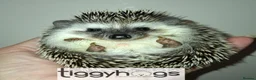 Pygmy Hedgehog rodents for sale: Ready from 9th may - 1 handsome Male - Advert 6