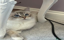 Ragdoll cats for sale: Princess ragdoll kitten - Image 6
