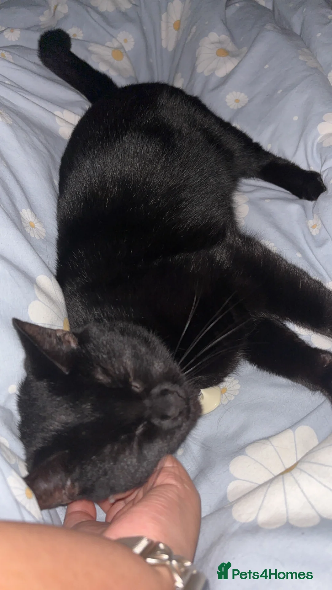 British Shorthair cats for sale: 1 year old Female, British Shorthair in Worthing - Advert 9