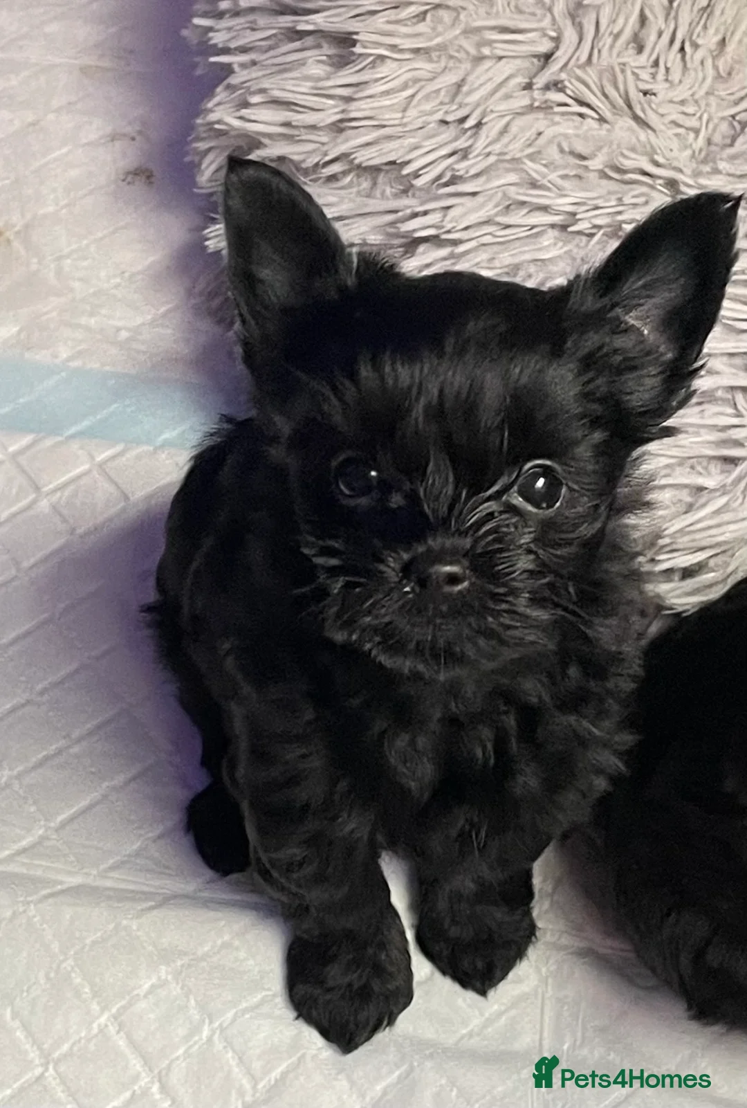 Yorkshire Terrier dogs for sale: pedigree yorkshire terrier ‼️‼️ - Advert 3