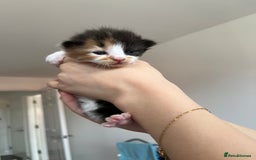 Turkish Van cats for sale: Beautiful Turkish van kittens  - Image 2