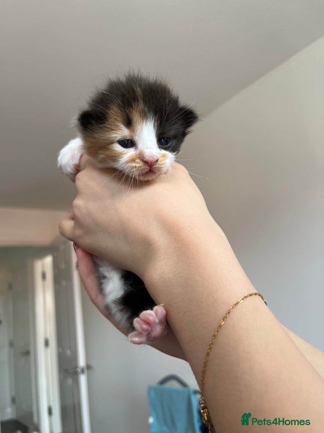 Turkish Van cats for sale: Beautiful Turkish van kittens  - Image 2