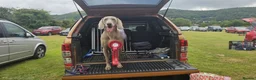 Weimaraner dogs for stud: GORGEOUS KC REGISTERED WEIMARANER STUD - Advert 8