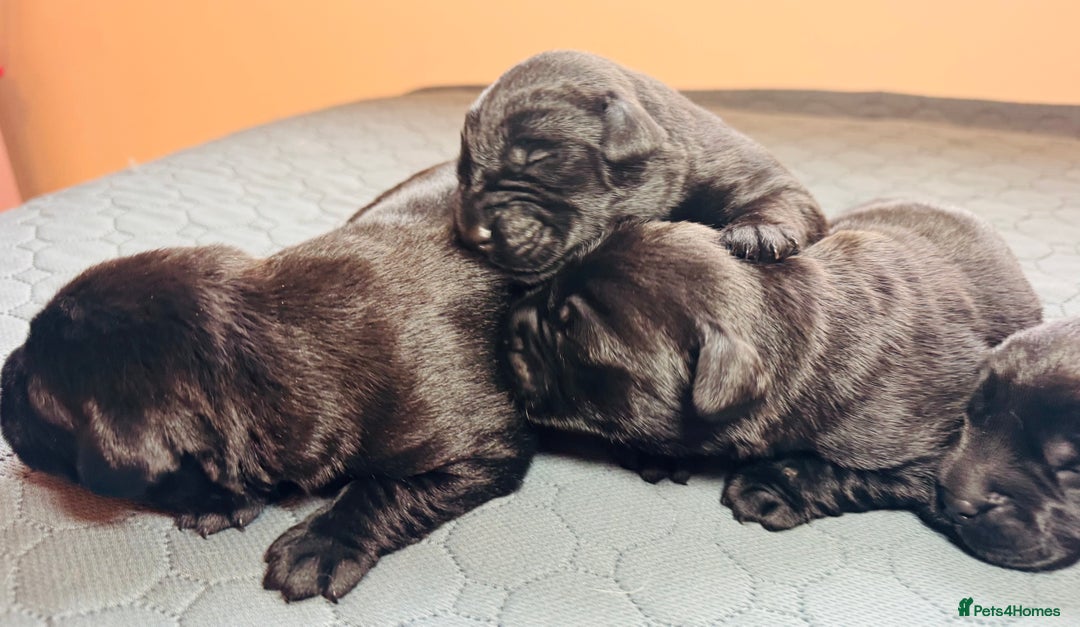 Labrador Retriever dogs for sale: Beautiful Working Black Labradors 🐾🐾 - Advert 4