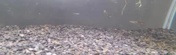 Live Bearers fish for sale: Over 70 guppies for sale. - Advert 2