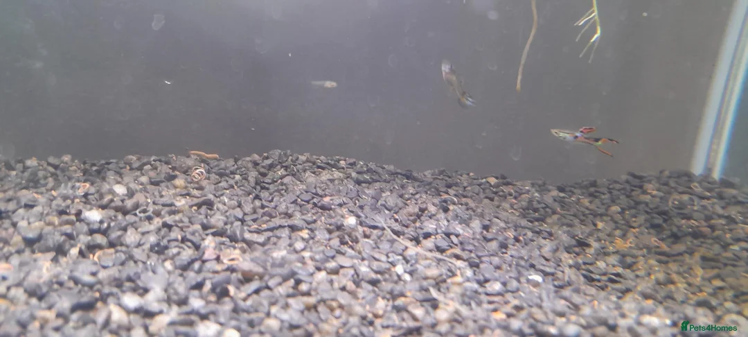 Live Bearers fish for sale: Over 70 guppies for sale. - Advert 2