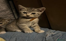 Mixed Breed cats for sale: Kittens  - Image 7
