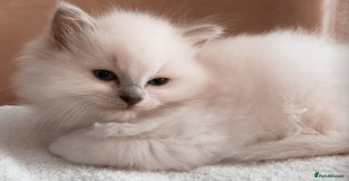 Ragdoll cats - Advert 3