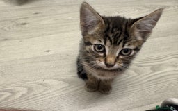 Bengal cats for sale: Bengals cross - Image 6