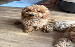 Toy Poodle dogs for sale: Nela  - Image 5