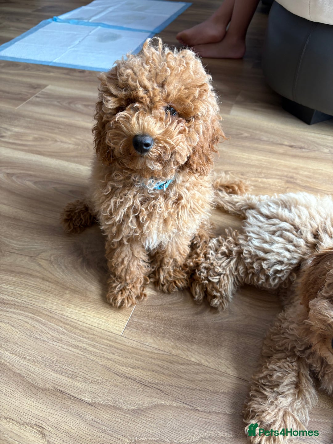 Toy Poodle dogs for sale: Nela  - Image 5