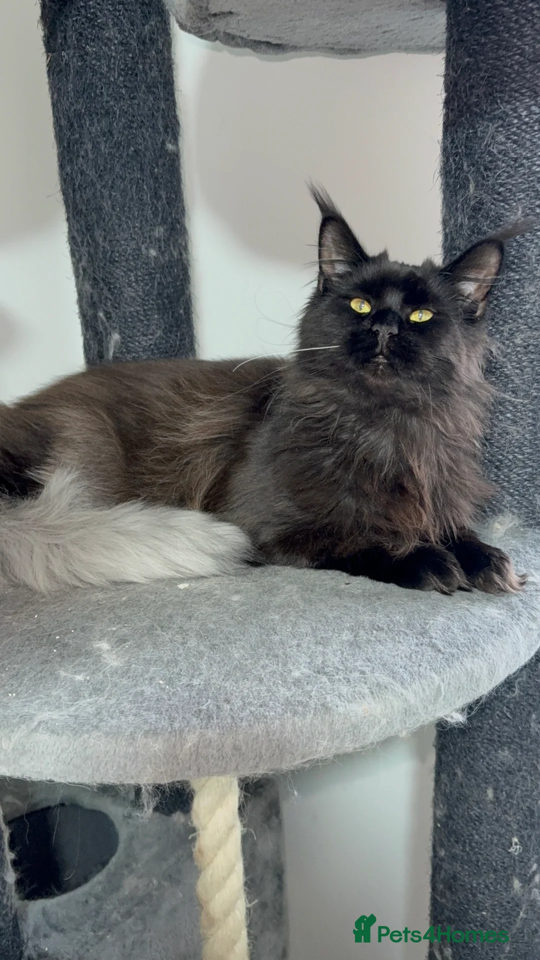 Maine Coon cats for sale: Tica registered black smoke female! - Advert 3