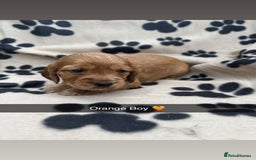 Cockapoo dogs for sale: Stunning F1B Cockerpoos - Image 7